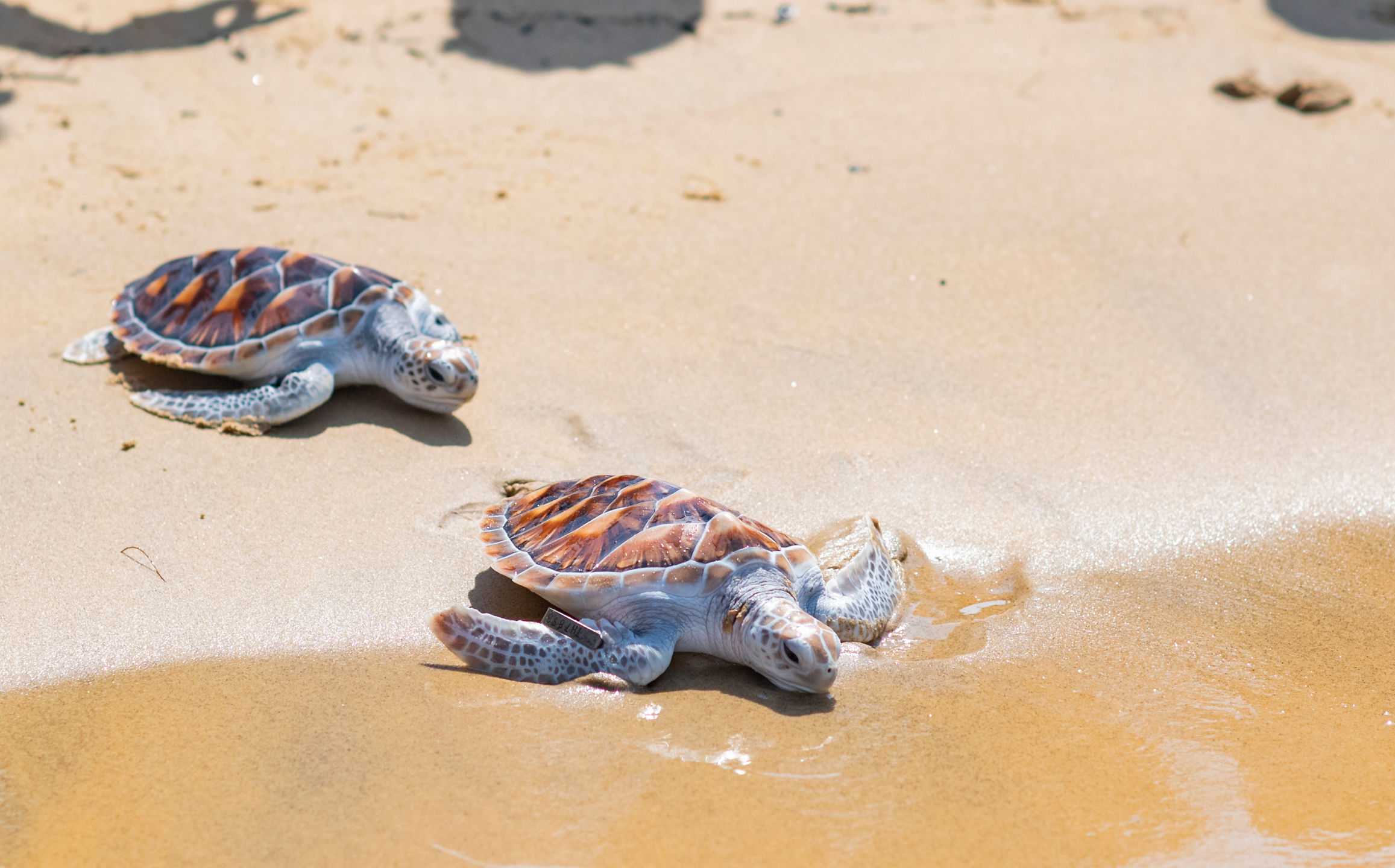 54 Young Green Turtles Released to the Ocean